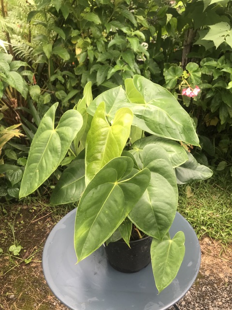 Anthurium rouge (pot 3l)