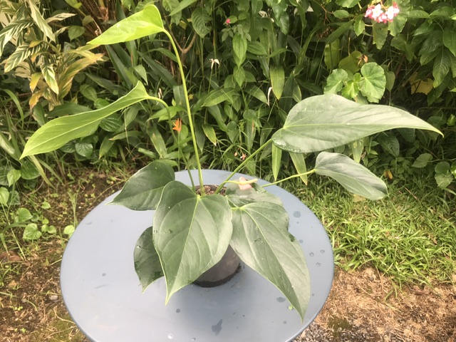 Anthurium rose (pot de 3l)