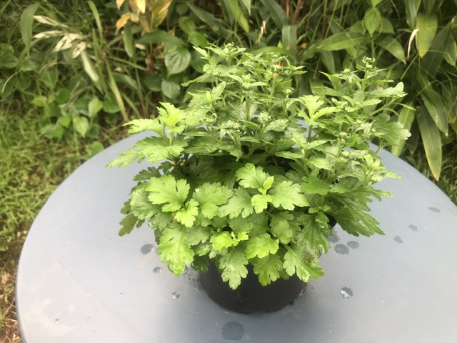 Chrysanthèmes  (pot de 2l)