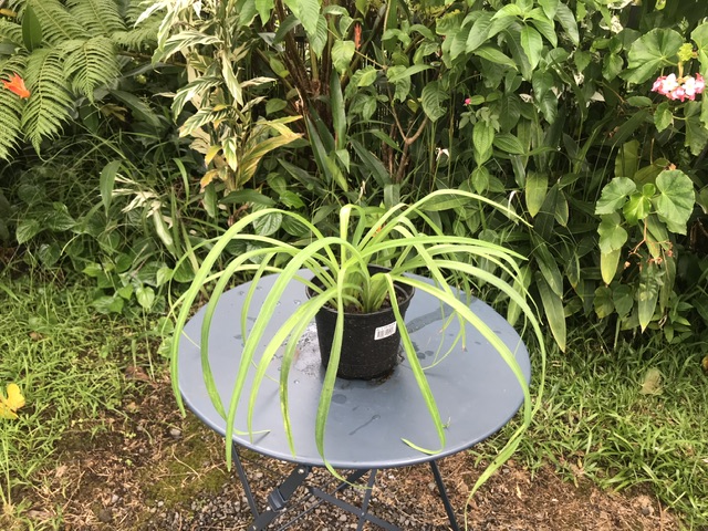 Amaryllis (pot de 2l)