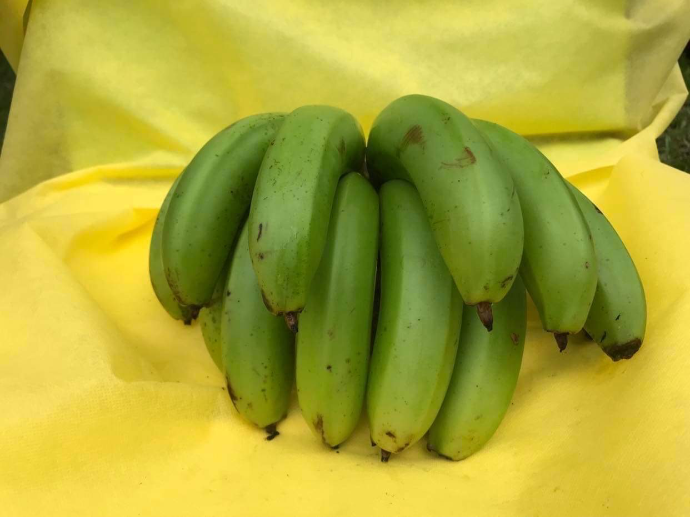 Bananes vertes (les 10)
