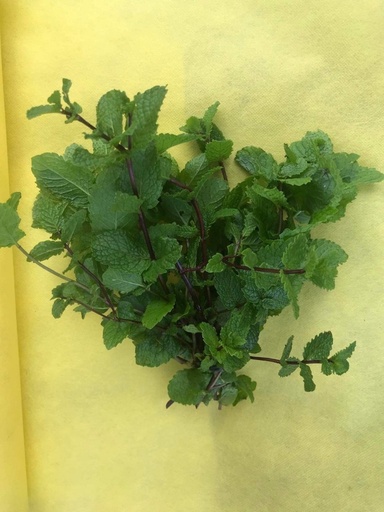 Menthe fraîche (la botte)