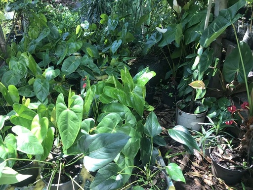 Anthurium (pot à partir de)
