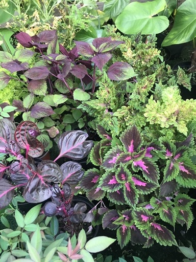Plantes diverses (pot à partir de)