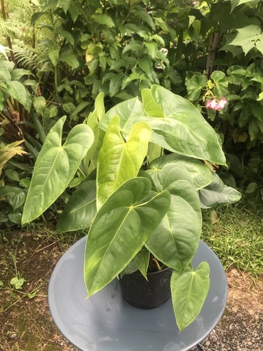 Anthurium rouge (pot 3l)
