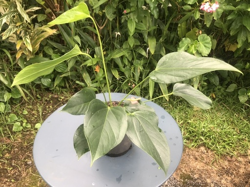 Anthurium rose (pot de 3l)