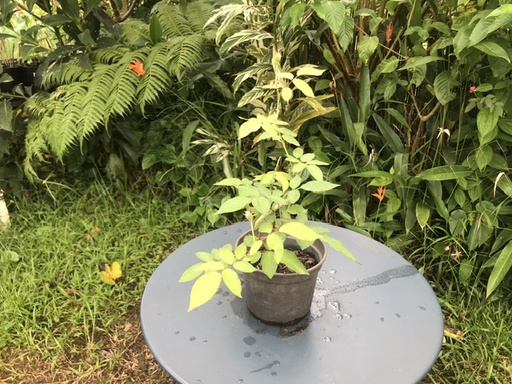 Rose blanche ou rose (pot 2l)