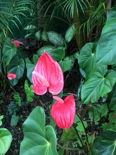 Anthurium (bouquet de 6 tiges)